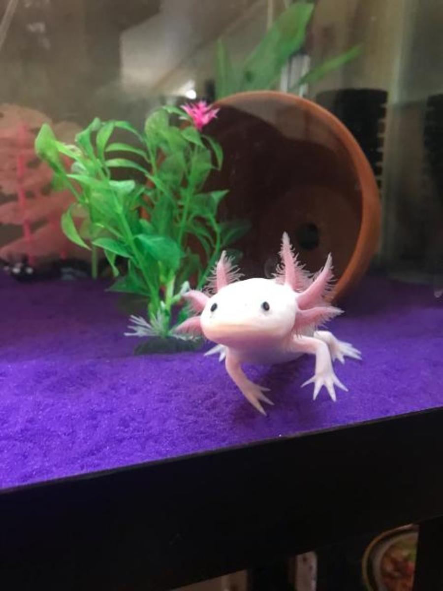 the-basics-of-axolotl-care