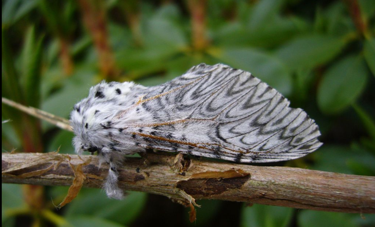 The beautiful European puss moth, Cerura vinula