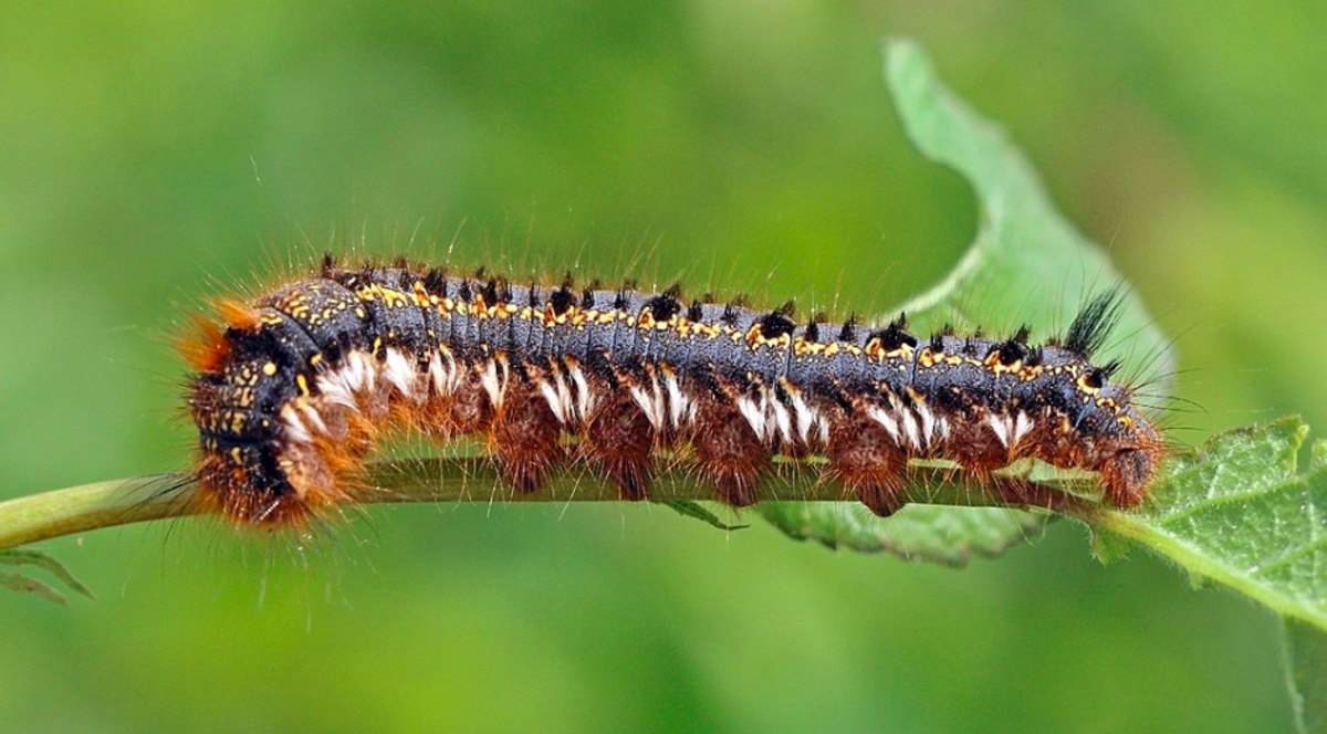 Drinker caterpillar