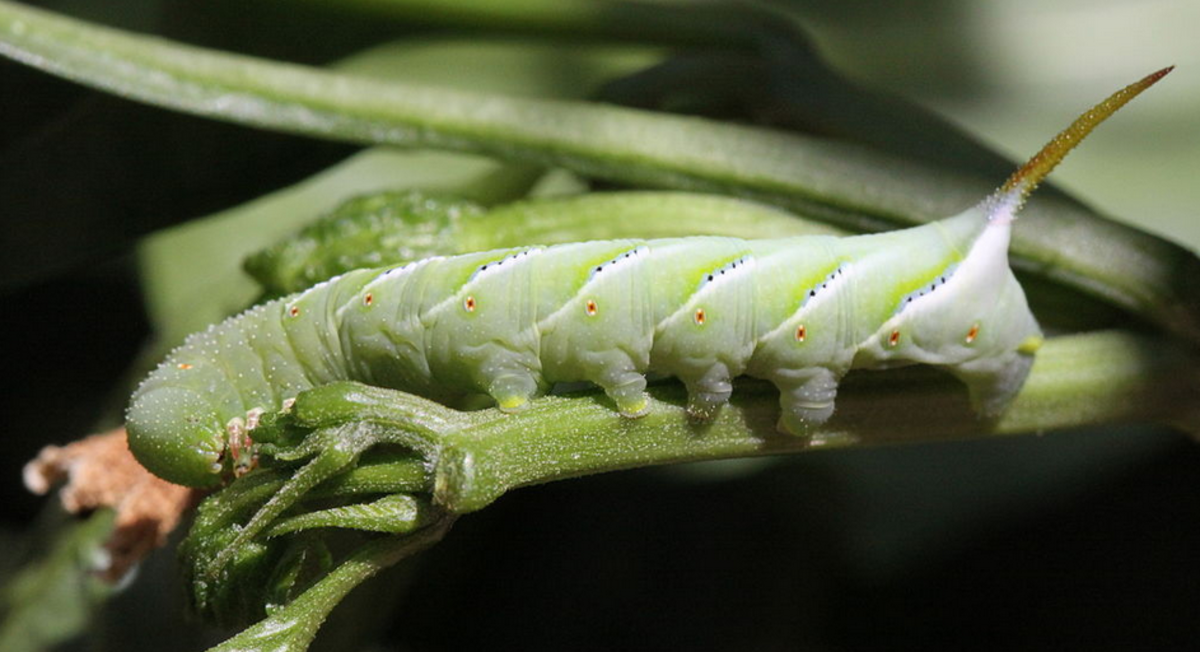 Rustic sphinx caterpillar