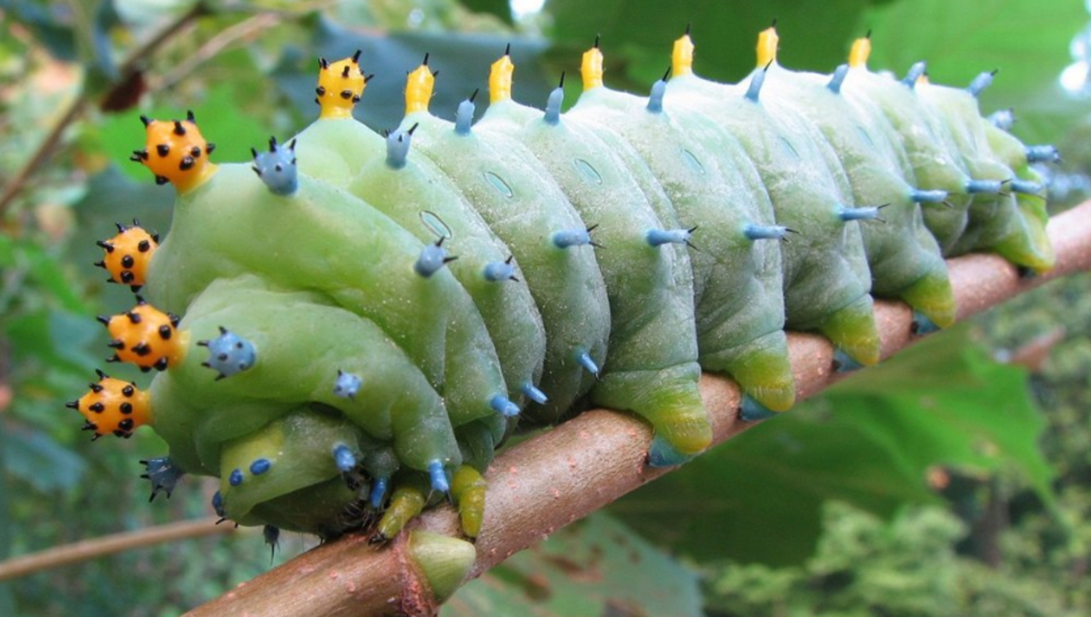 giant caterpillar