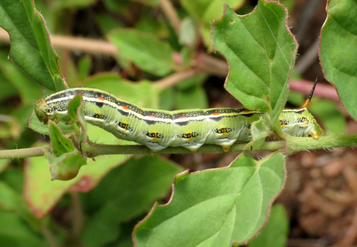 Large Caterpillar Identification (With Photos)