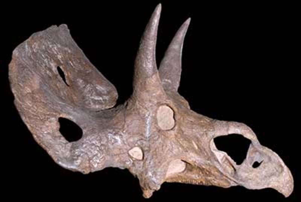 The Nedoceratops skull, with holes possibly from injuries.