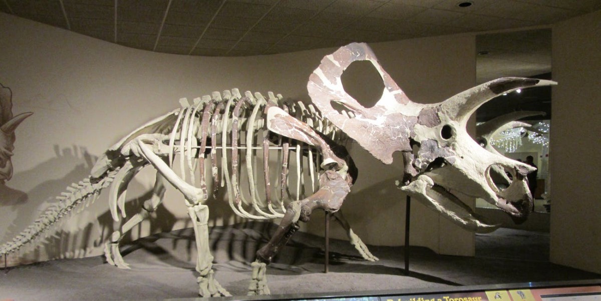 Torosaurus Skeleton