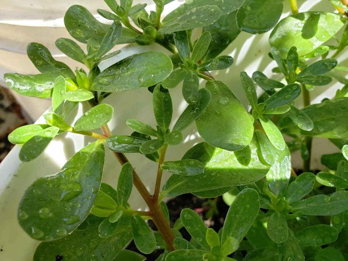 Purslane or Ulasiman (Portulaca Olearacea) An Edible Weed