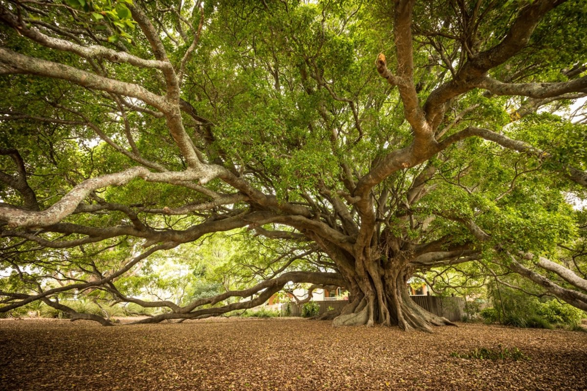nethanaels-fig-tree