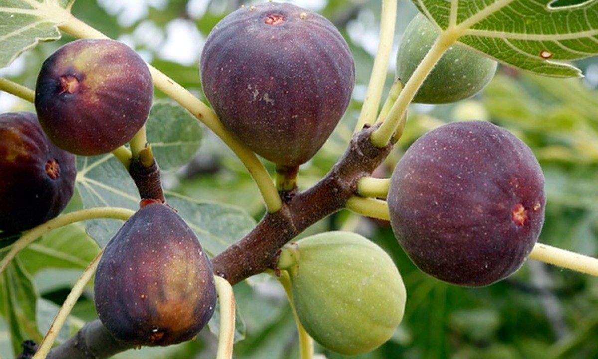 nethanaels-fig-tree