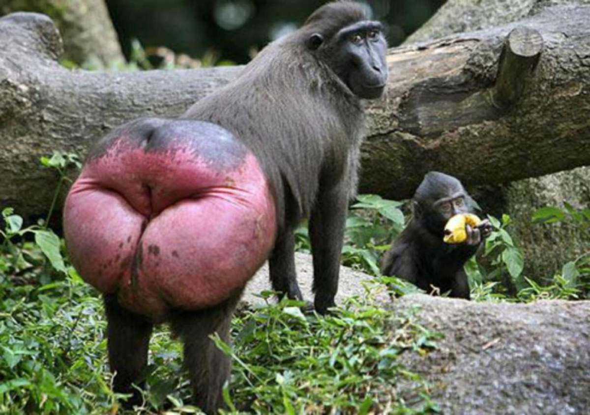 Top 10 Most Funny Looking Animals in the World