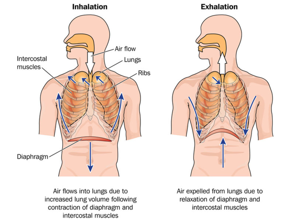 Inhalation and Exhalation