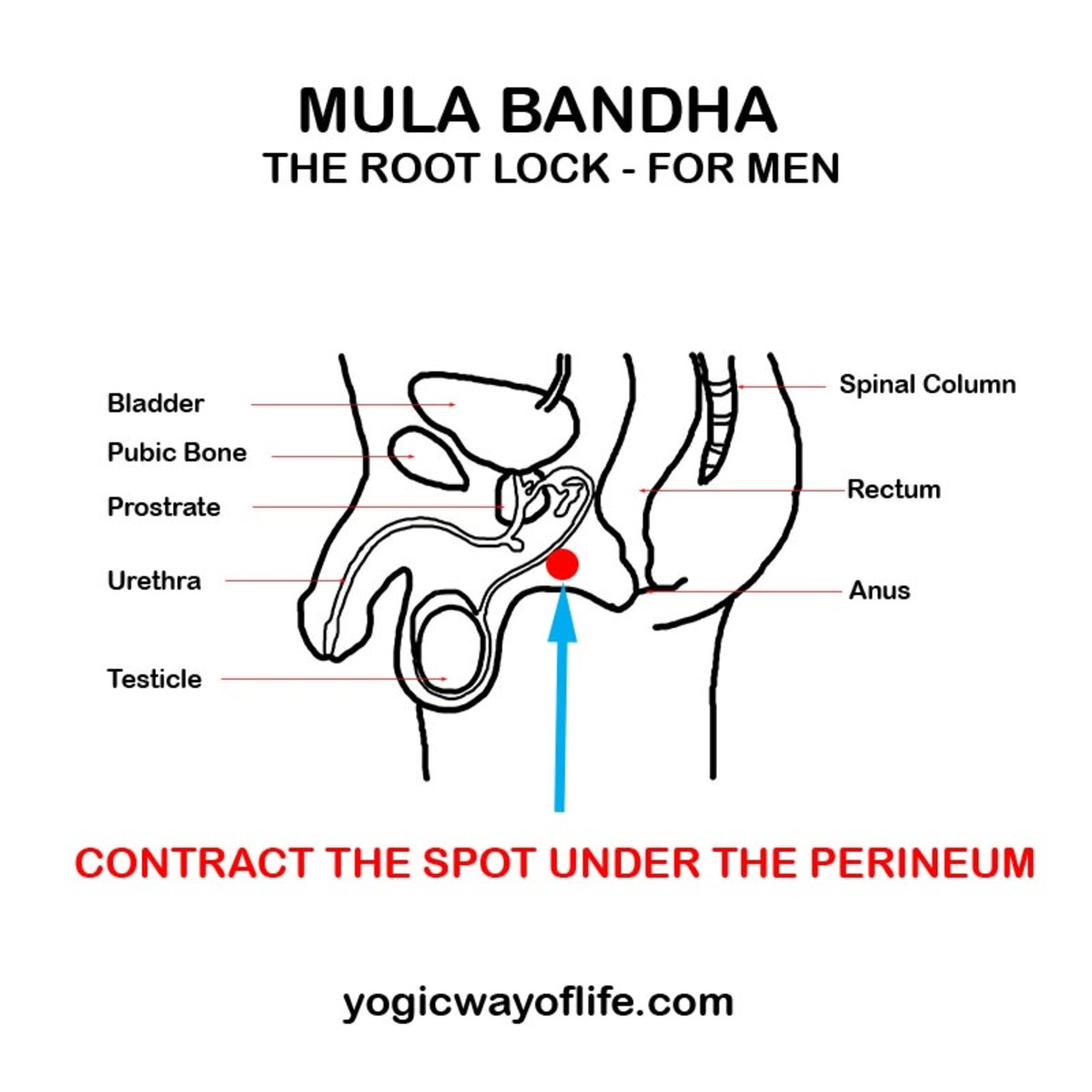 Mula Bandha contraction in Men