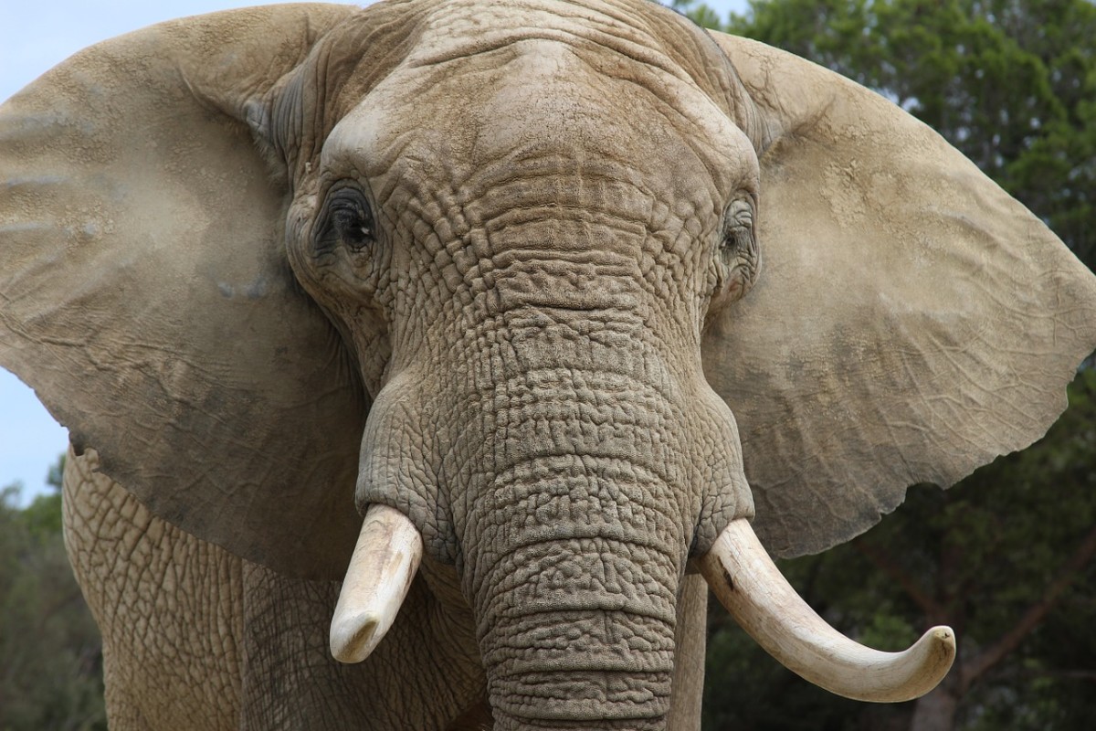 Elephants Facts and Info About Their Special Characteristics HubPages