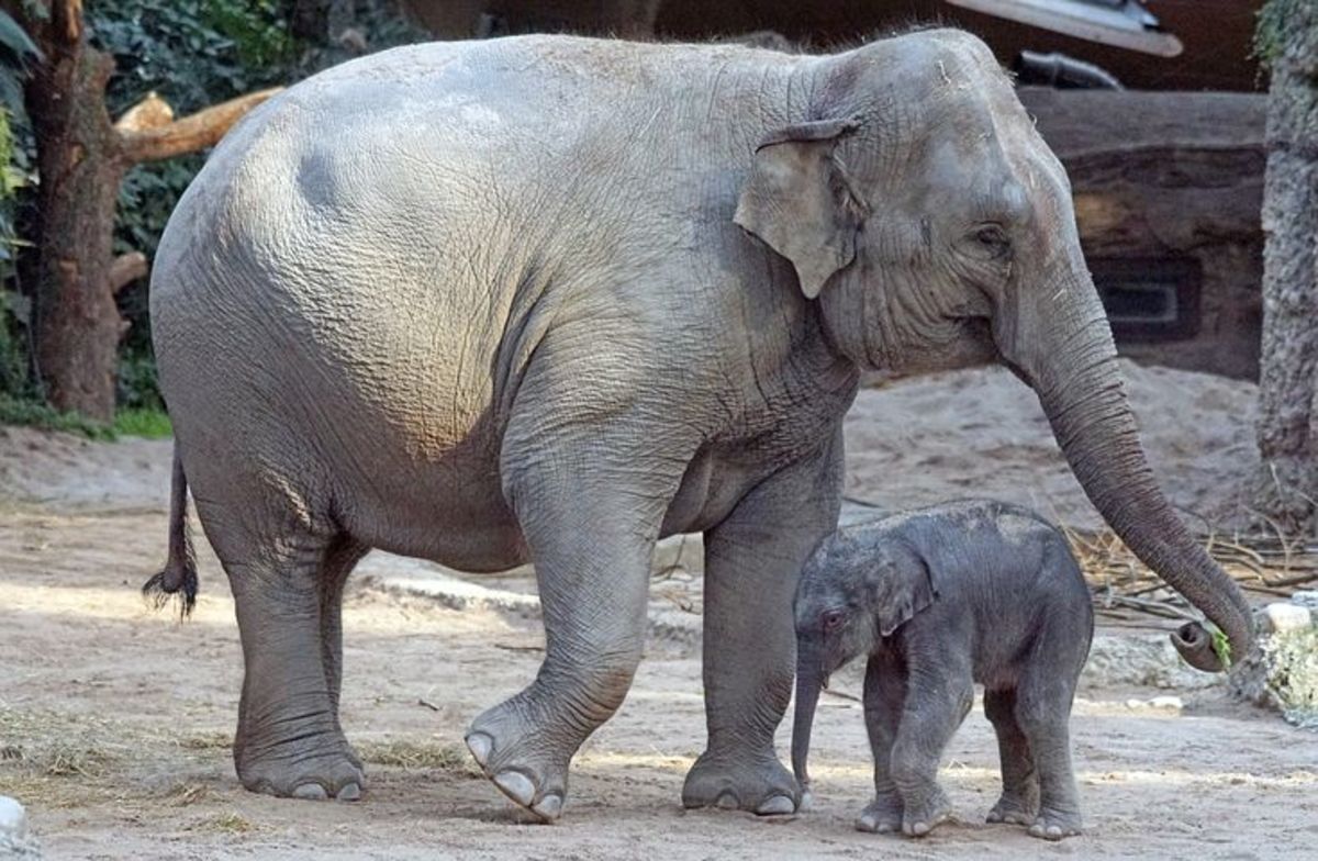 The Characteristics Of Asian Elephants