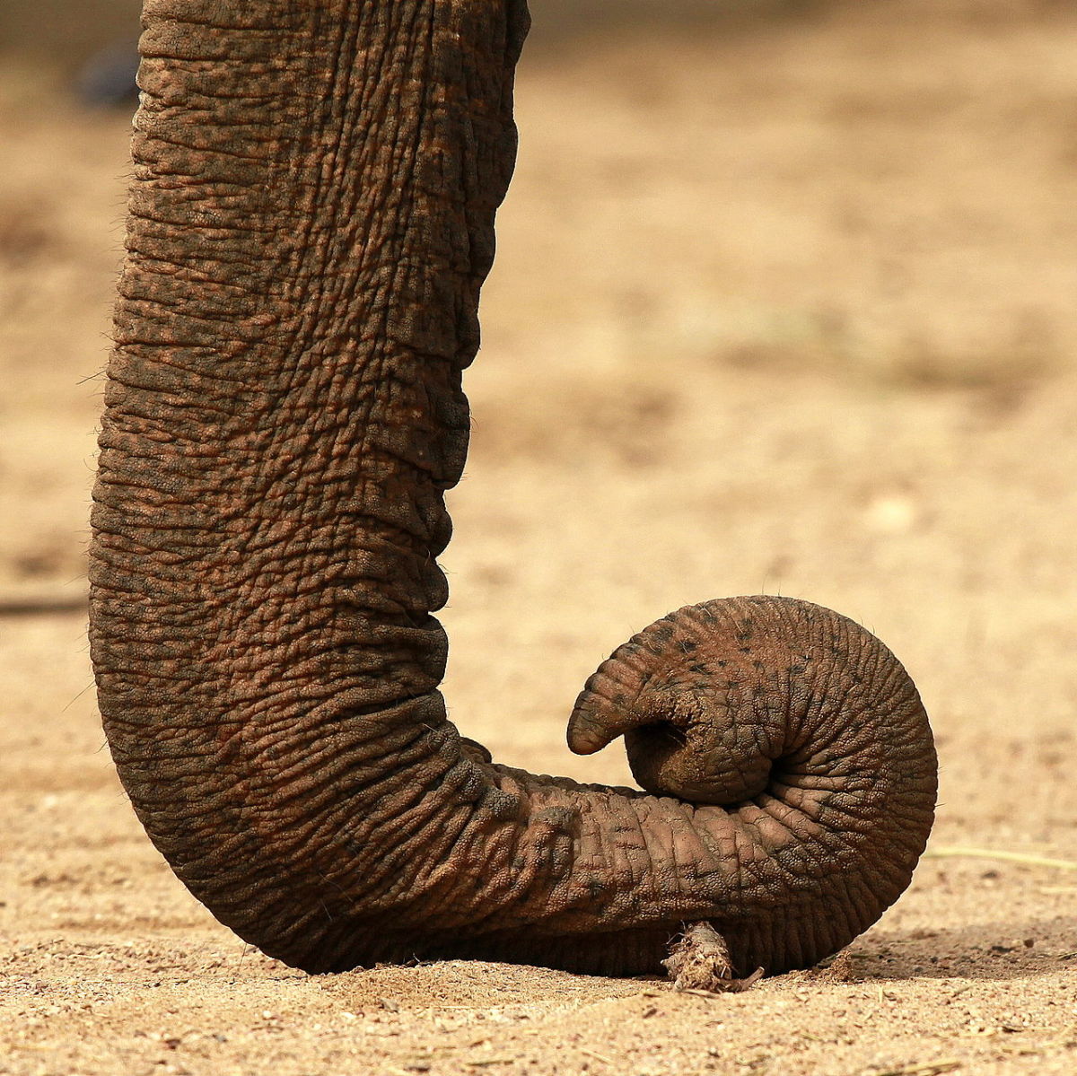  The trunk of an Elephant