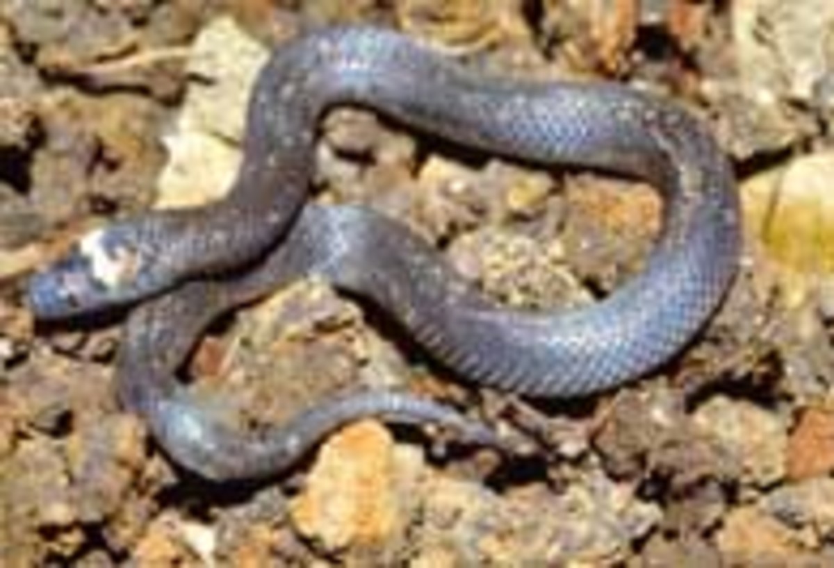 Fiji Burrowing Snake