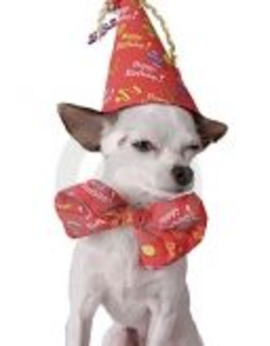 chihuahua-birthday-party-theme