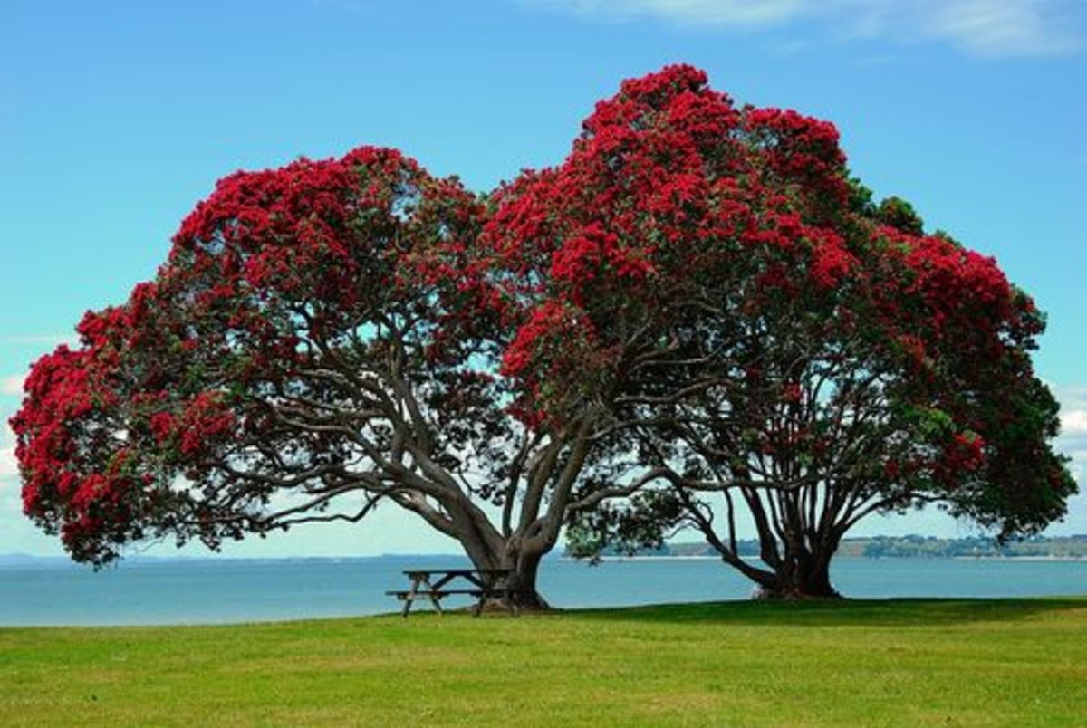 Native Pohutakawa New Zealand Vibrant Christmas Tree
