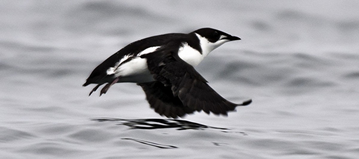 This is a photo of a marbled murrelet in flight.  Loss of habitat is the biggest threat these birds face, as the trees they use for nested are targeted for logging.  They are found in California and Washington in North America.