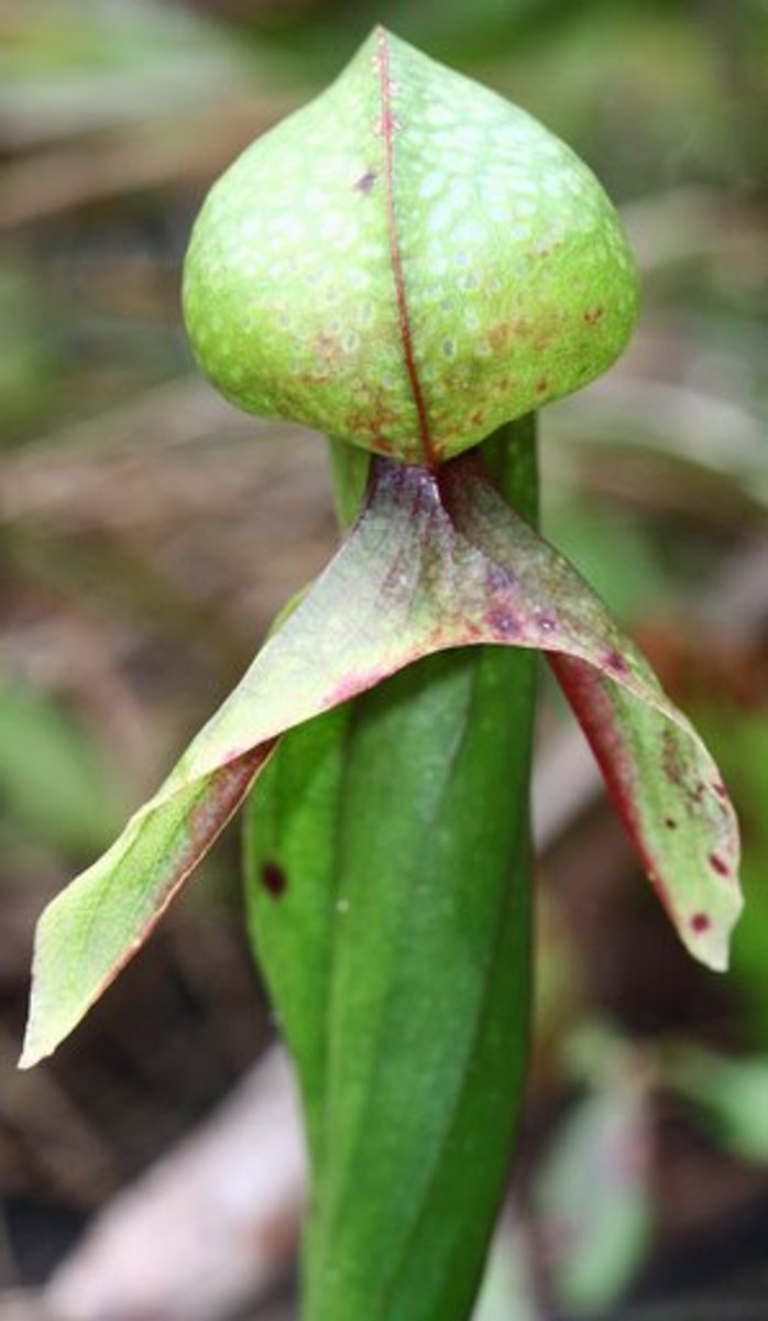 Aptly named - this plant resembles a Cobra about to strike.