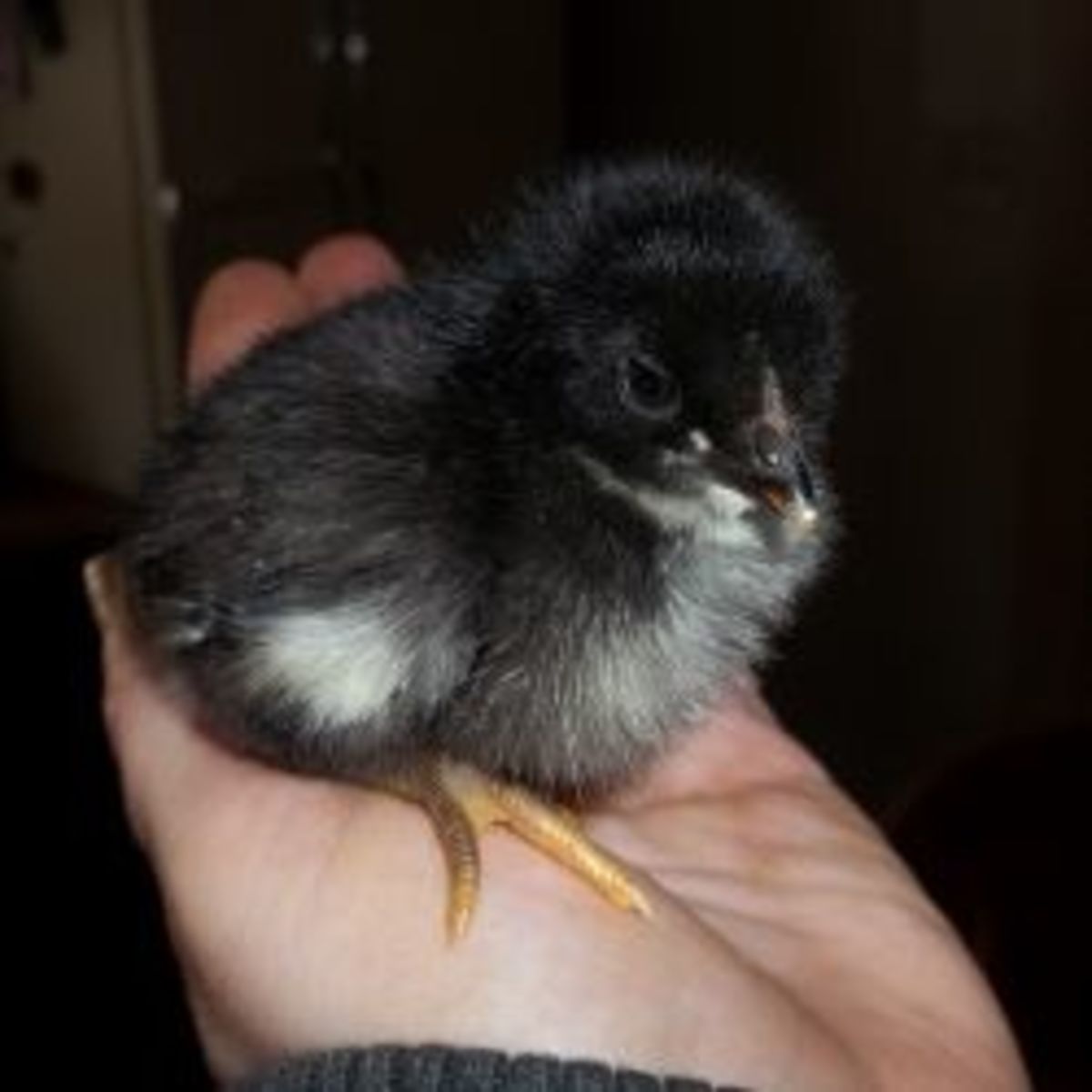 raising-baby-chicks-chickens