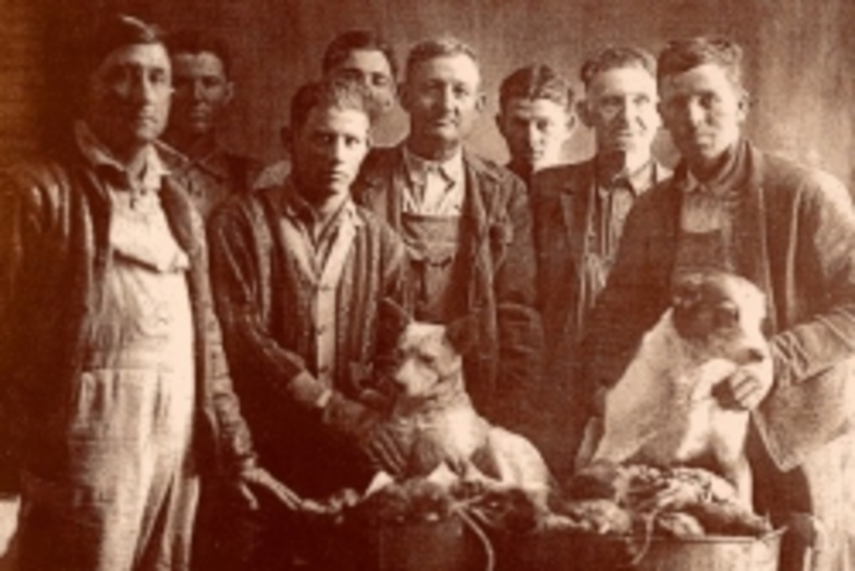 Historical Rat Terrier Ratting Photo