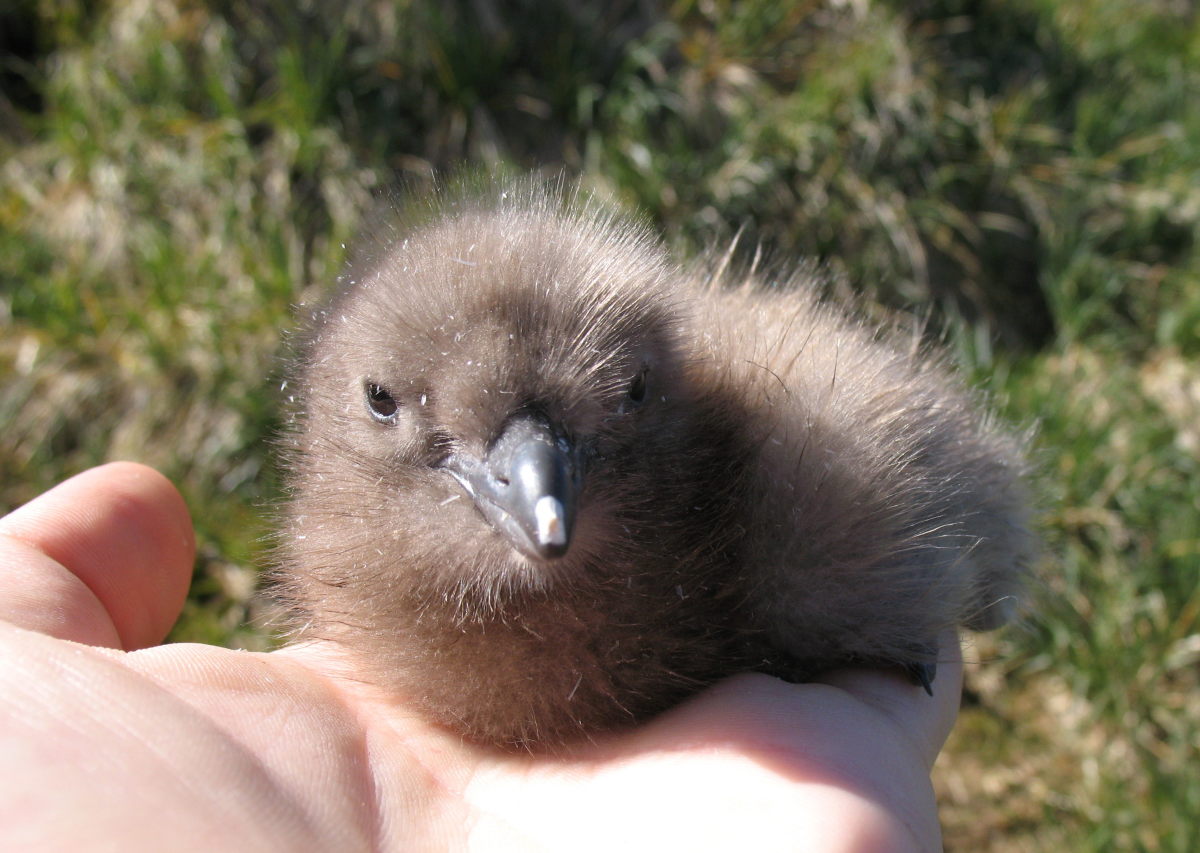 Like many reptiles, birds (like this Skua chick) often contain egg teeth to break out of their shells. Baby alligators also have egg teeth.