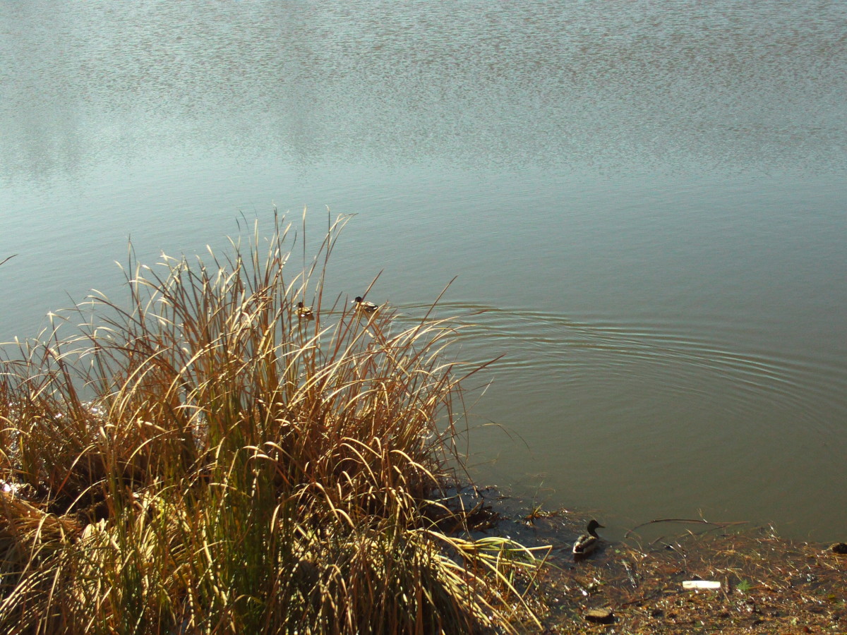 Reeds and a duck on the Lake.