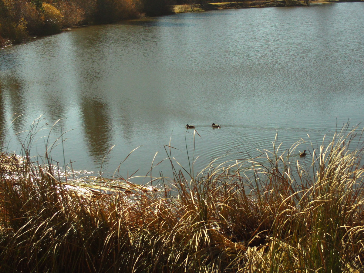 Quack, quack go the ducks on Grass Valley Lake.