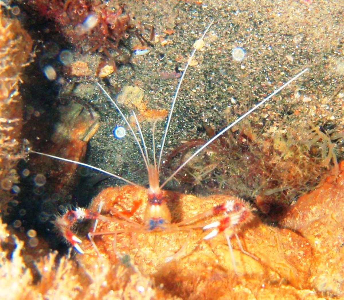 Hairy legged shrimp found on the ocean floor - the only way to see him alive is to get in the water.