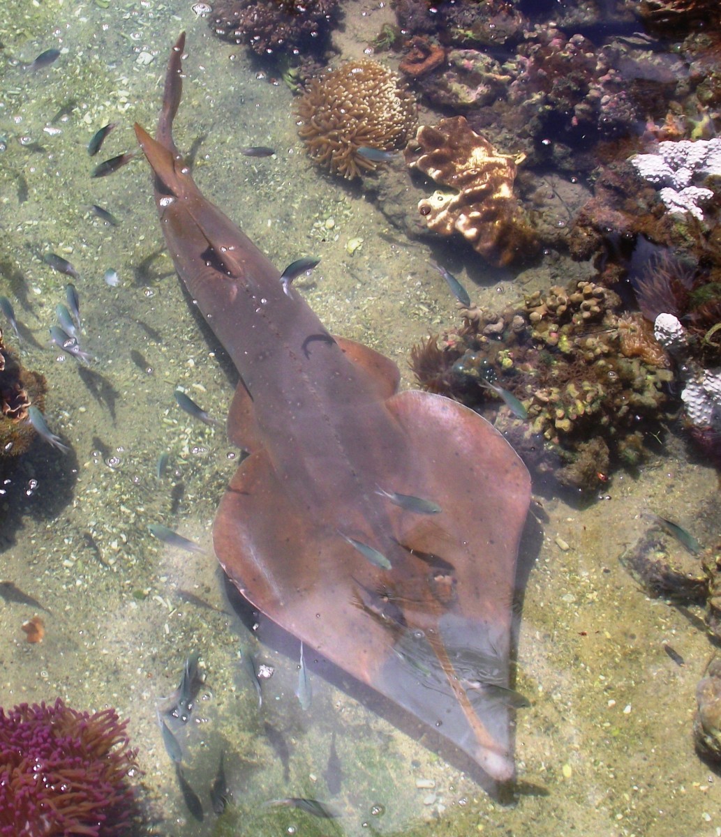 Shovel Nosed Sharks are often seen in the Whitsundays