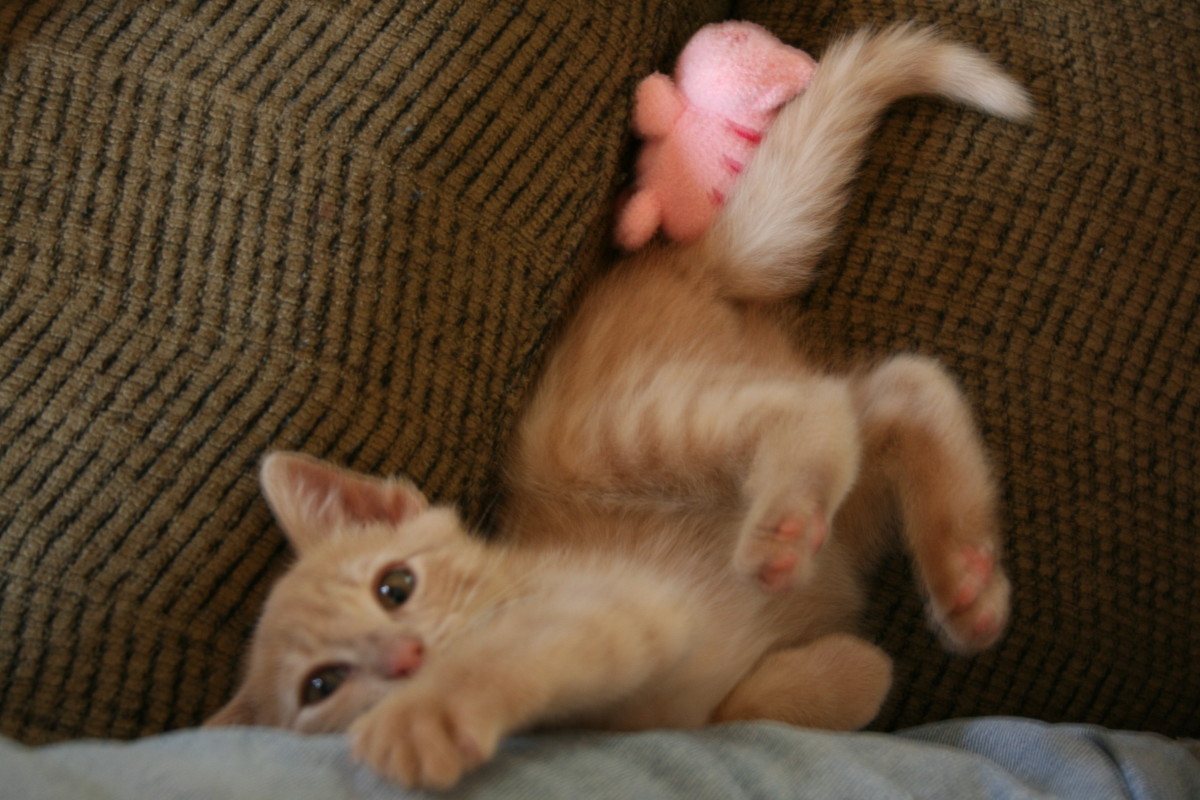 fostering-kittens-a-challenging-and-rewarding-experience