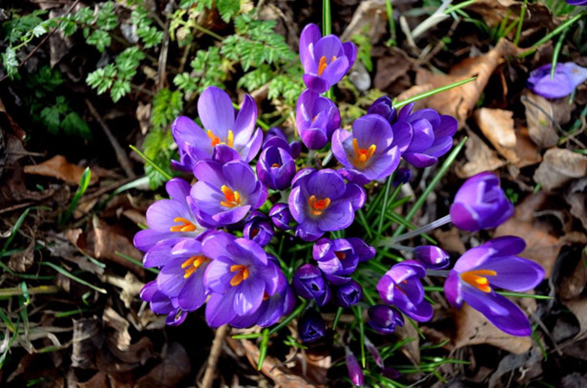 Best Perennial Flowers for Spring Gardens - HubPages