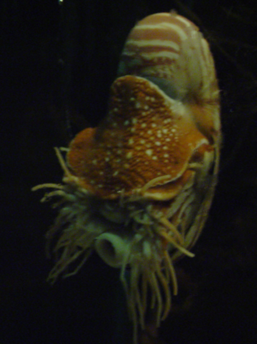 Nautilus A Living Fossil HubPages
