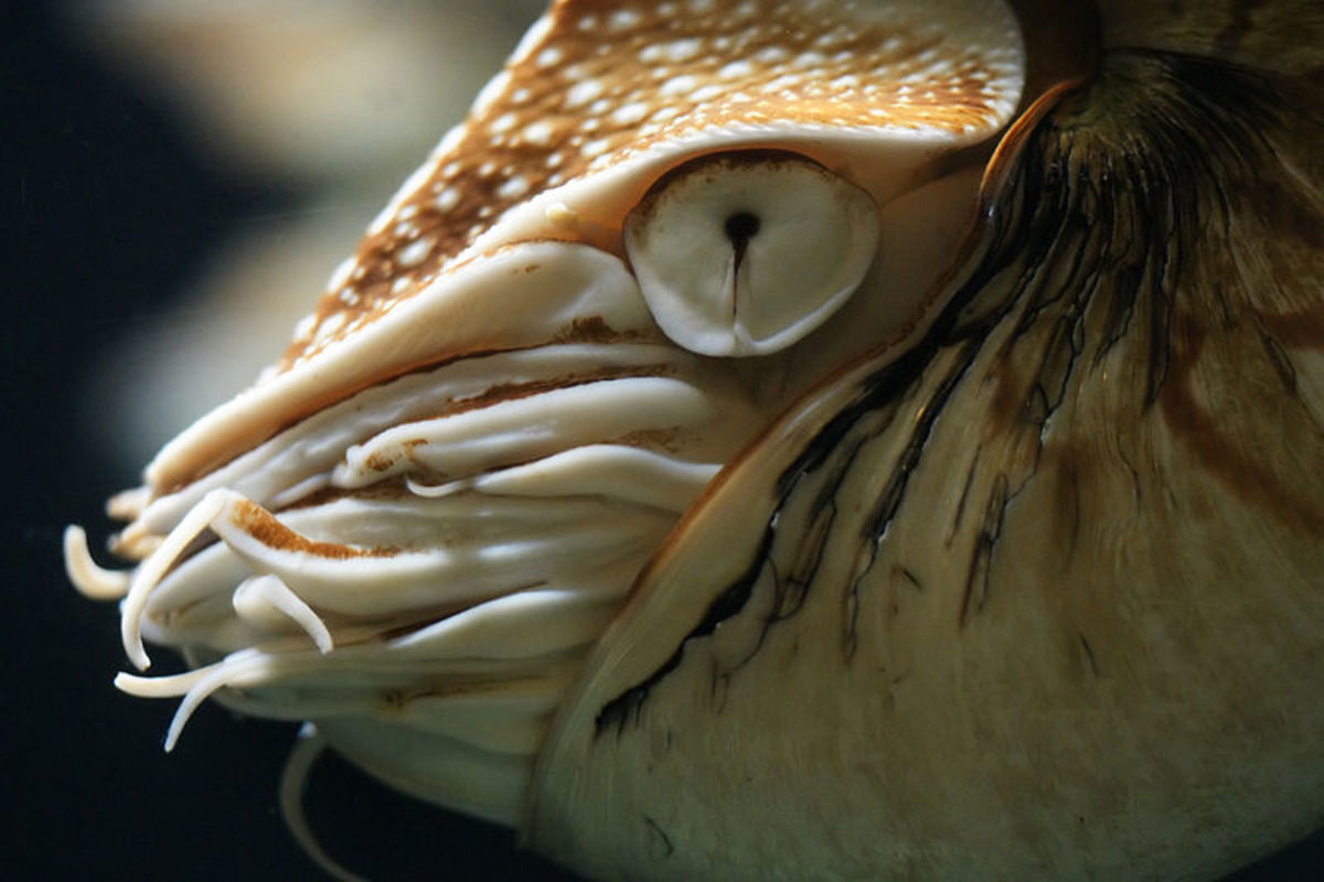 The unblinking eye of the nautilus