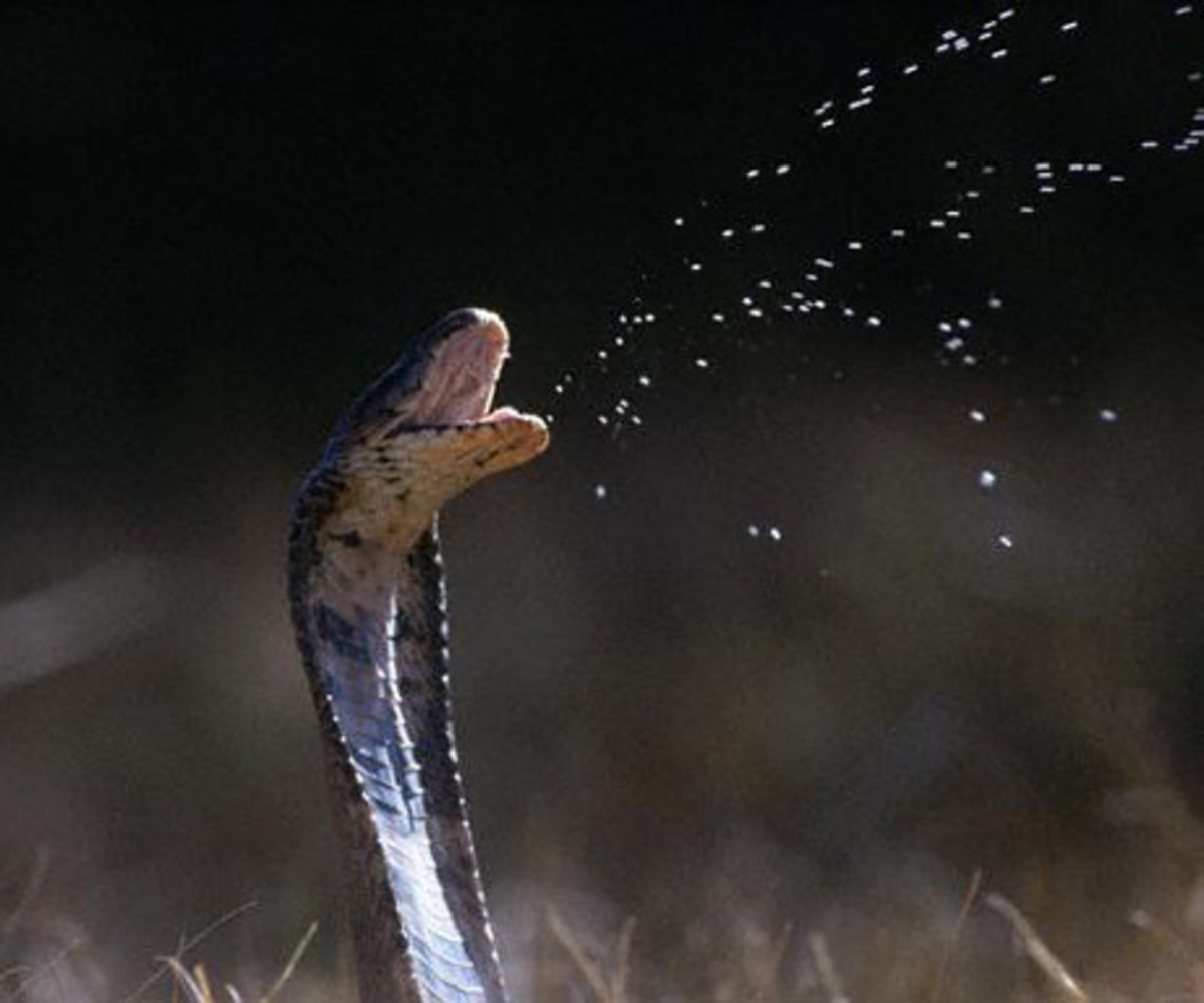 Poisonous Snakes In Kenya