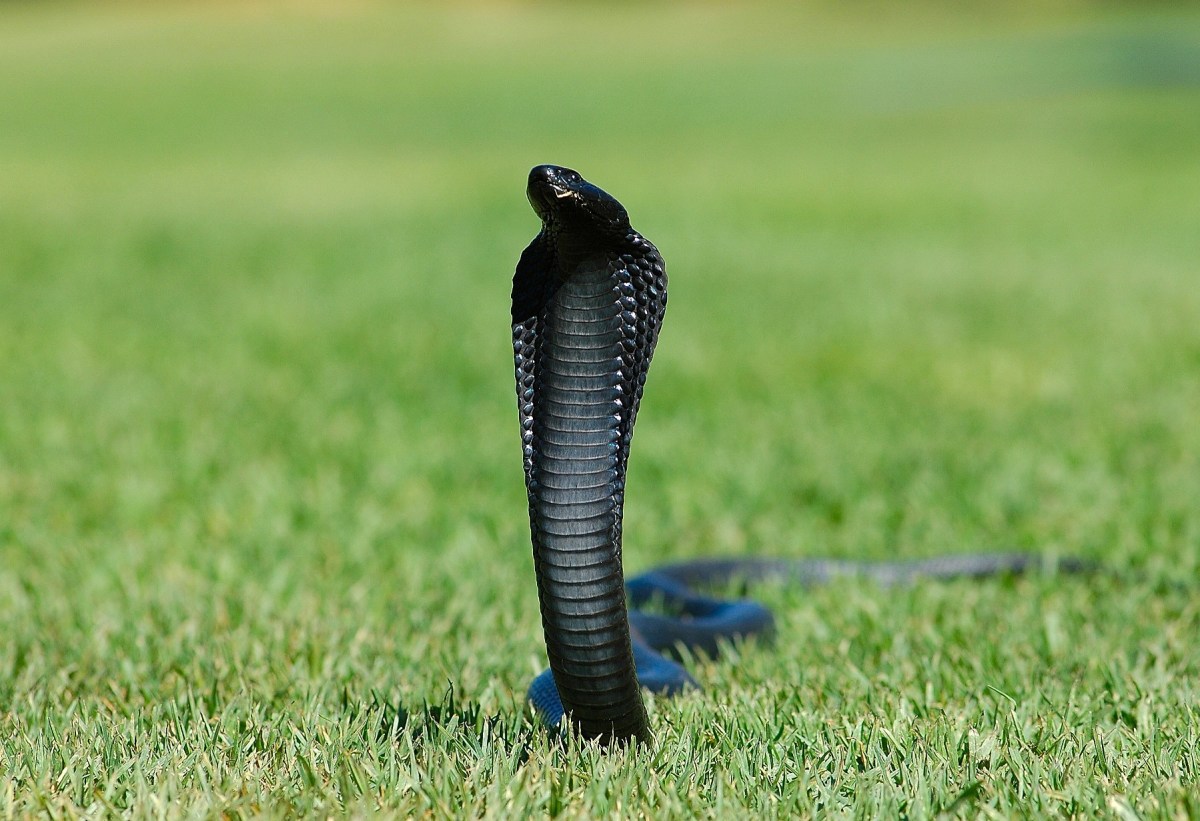Poisonous Snakes Kenya