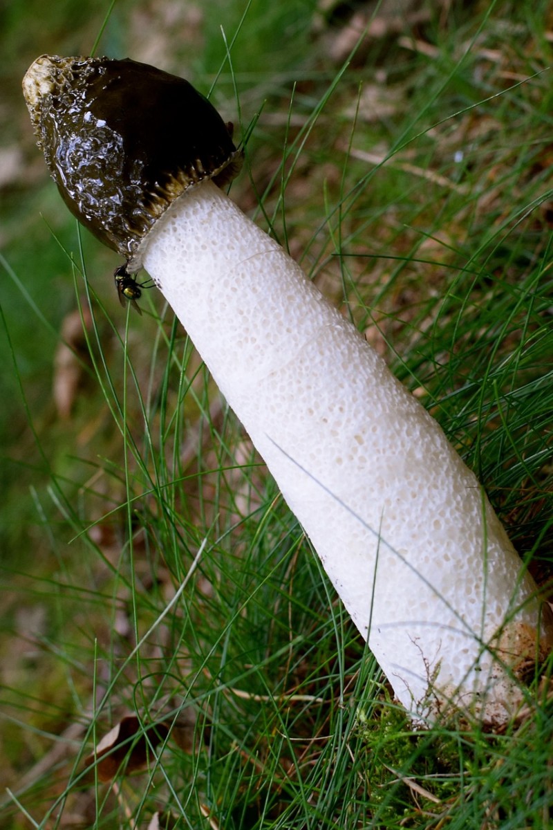 hunting-for-morel-mushrooms