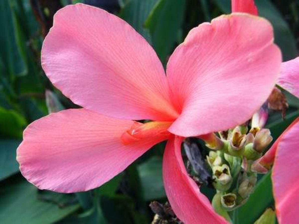 How to Grow Canna Lilies from Seed