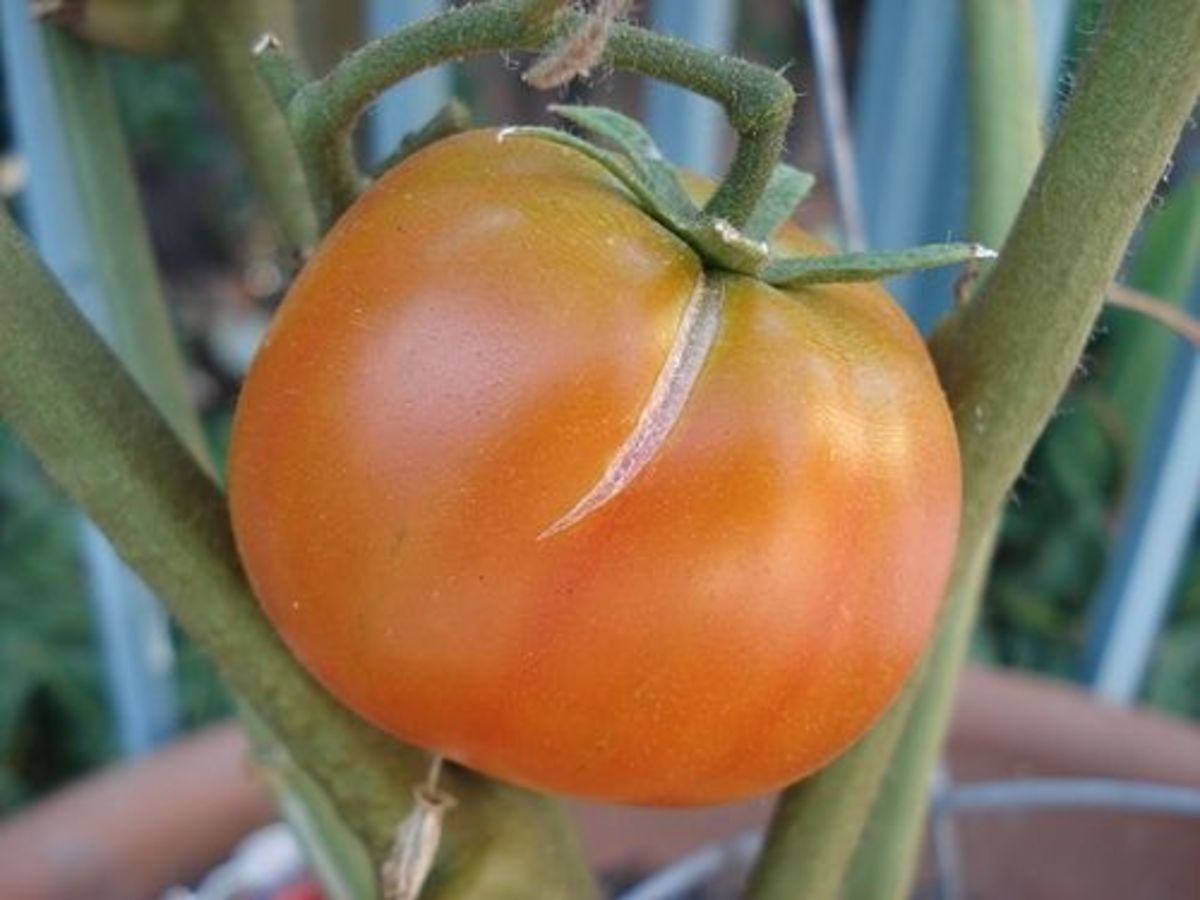 12-tips-for-growing-better-tomatoes