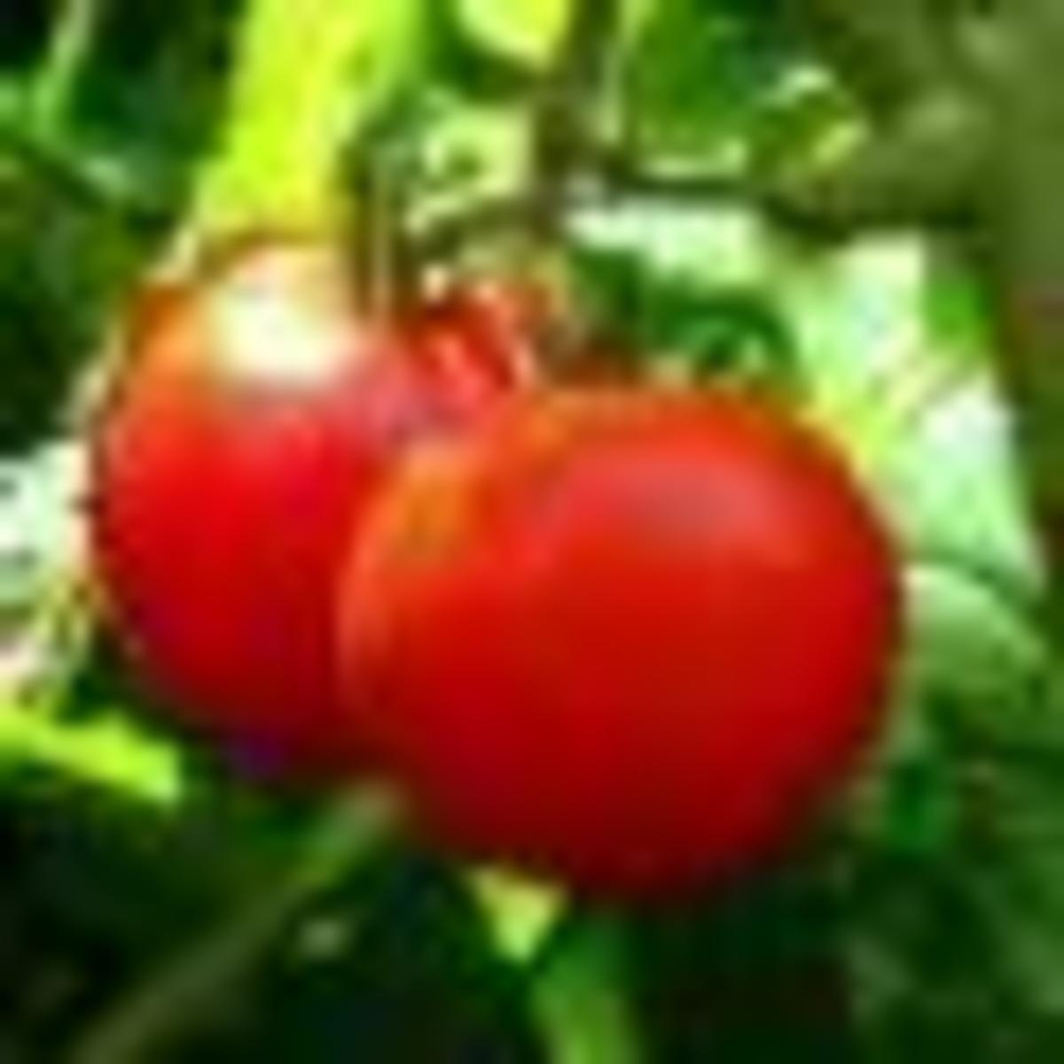 12-tips-for-growing-better-tomatoes