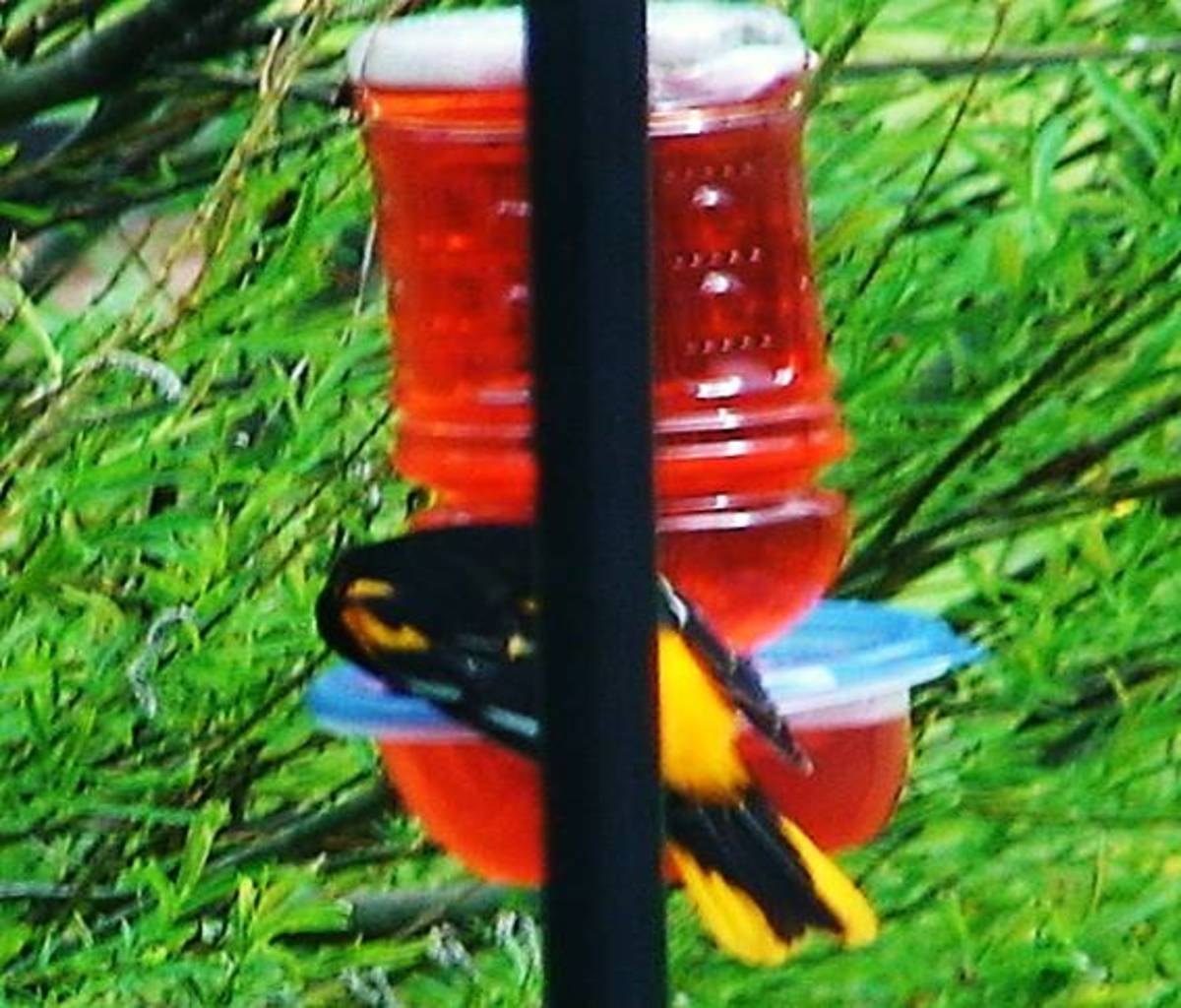 how-to-make-a-hummingbirdoriole-feeder-from-recycled-plastic-containers