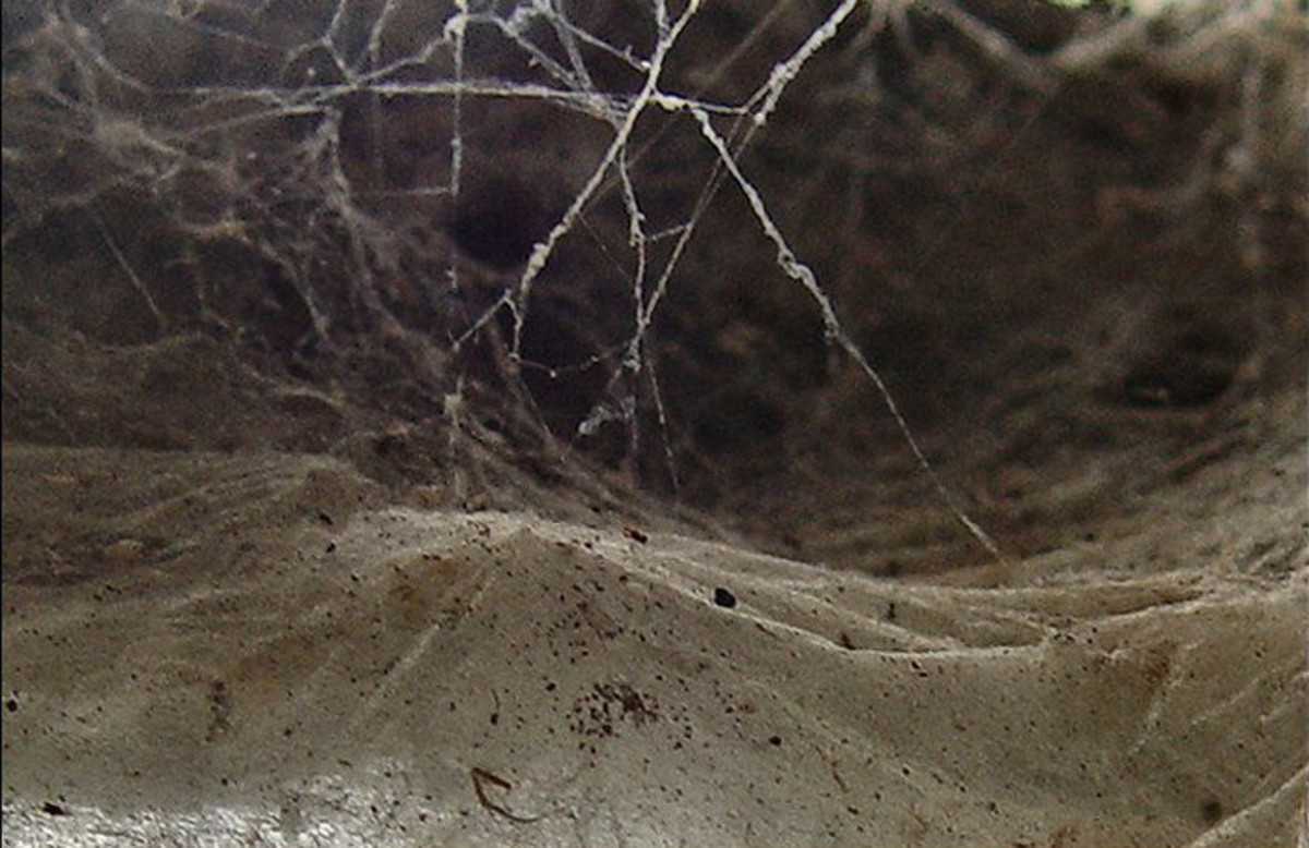 Detail of a spider's web