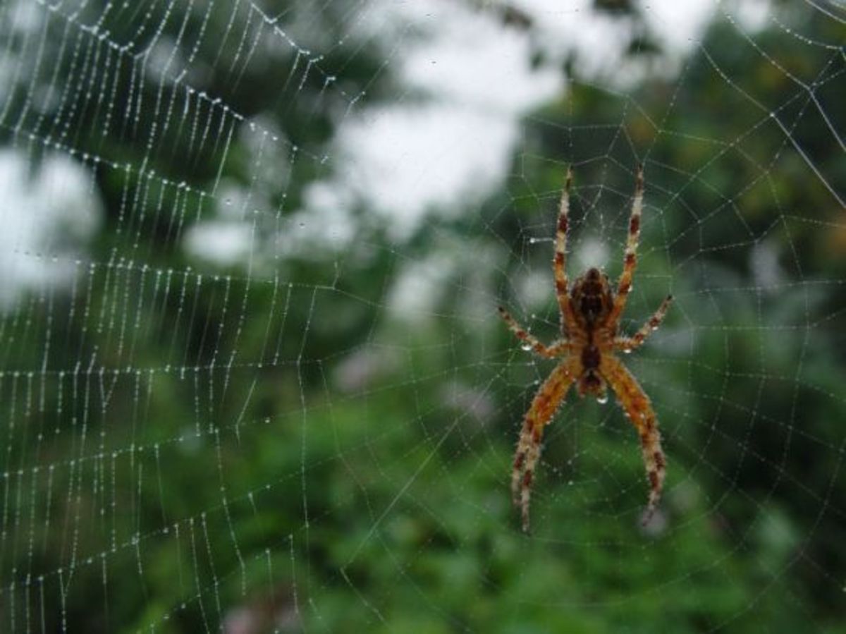 How About I Make You Love Interesting Spider Webs - HubPages