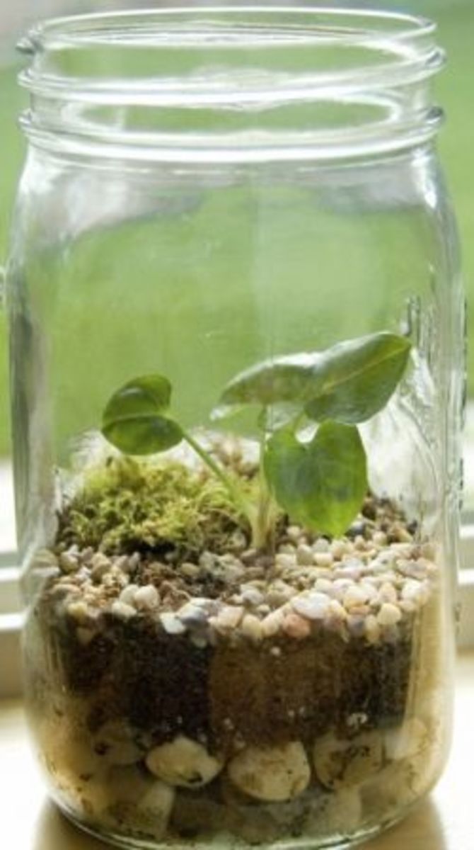 Making a miniature terrarium
