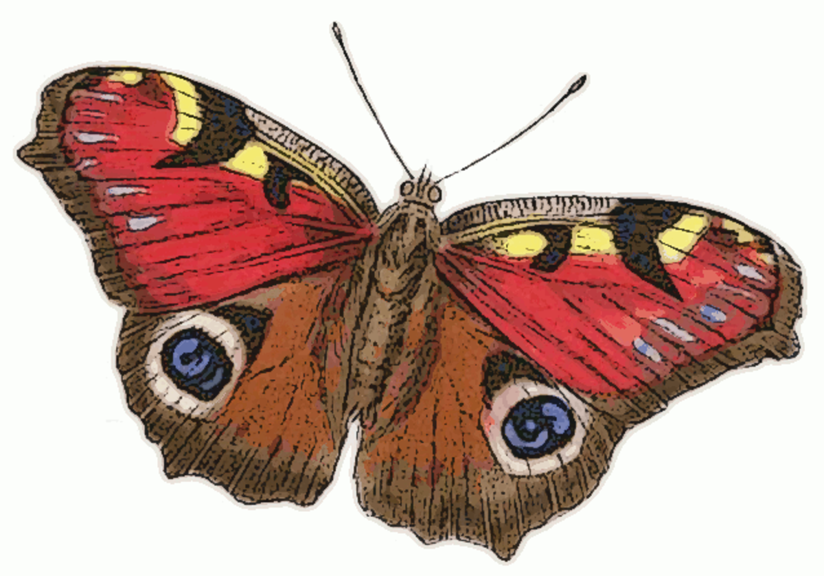 British Butterflies That Need Stinging Nettles - Hubpages