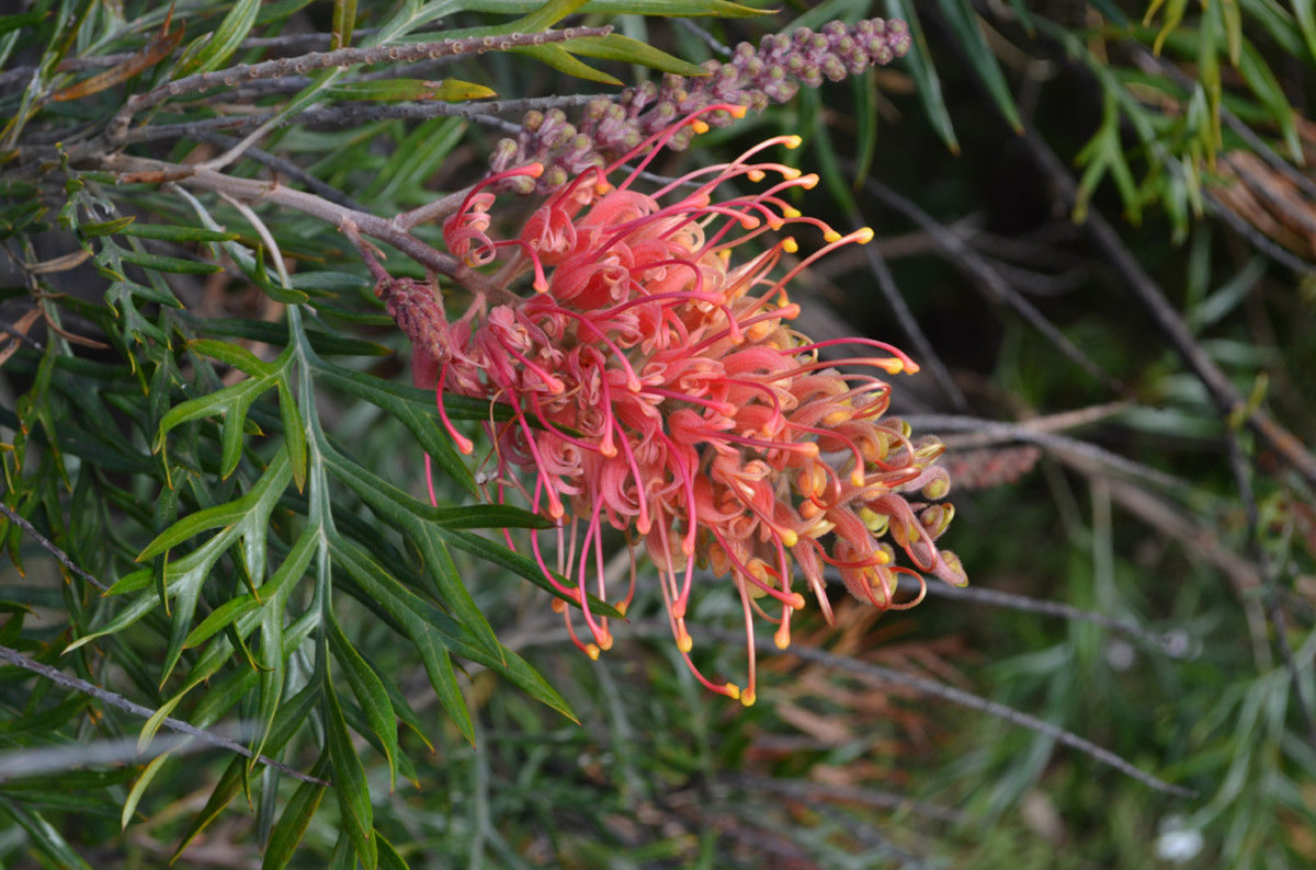 A grevillea flower shown close up