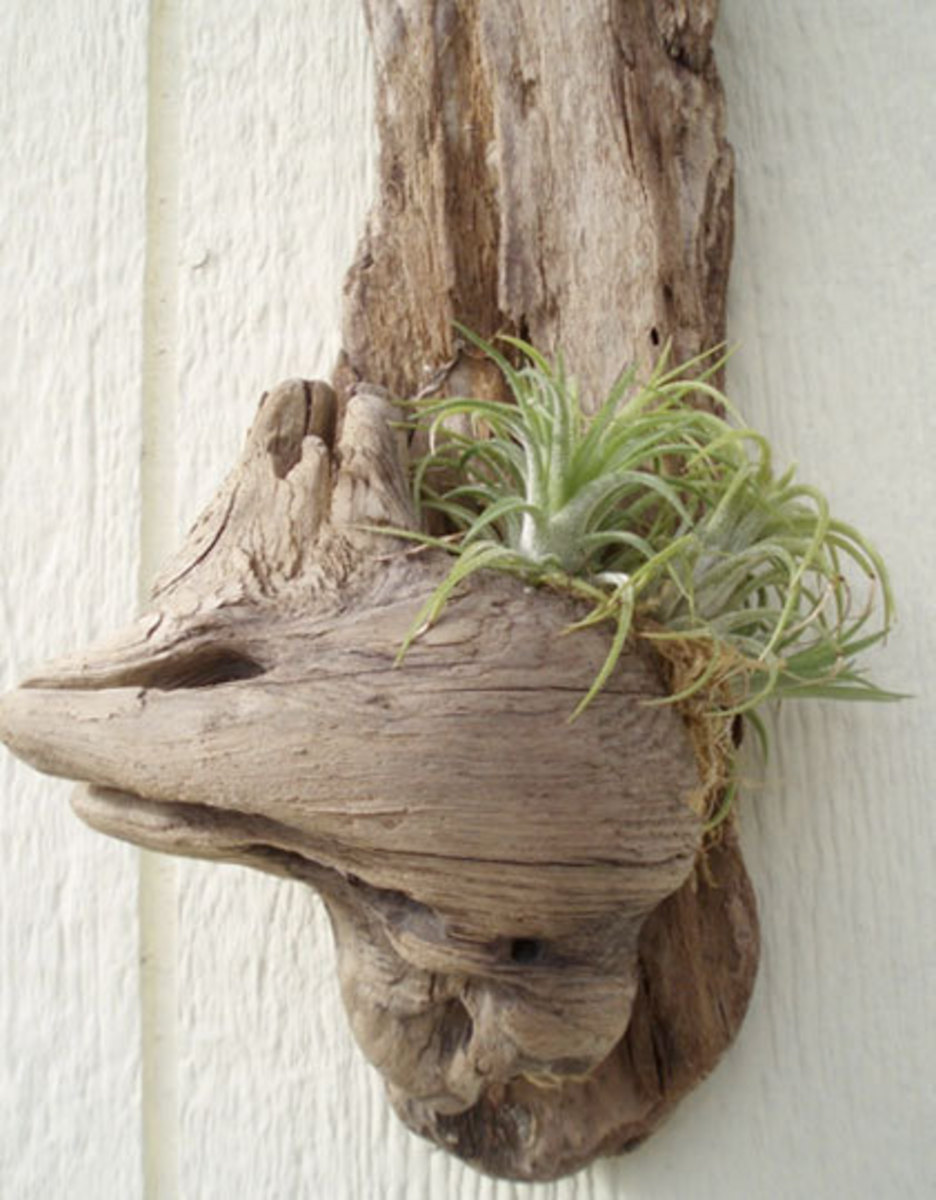 perk-up-the-indoors-with-air-plants-air-plant-design-inspiration