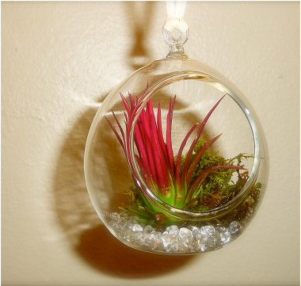 perk-up-the-indoors-with-air-plants-air-plant-design-inspiration