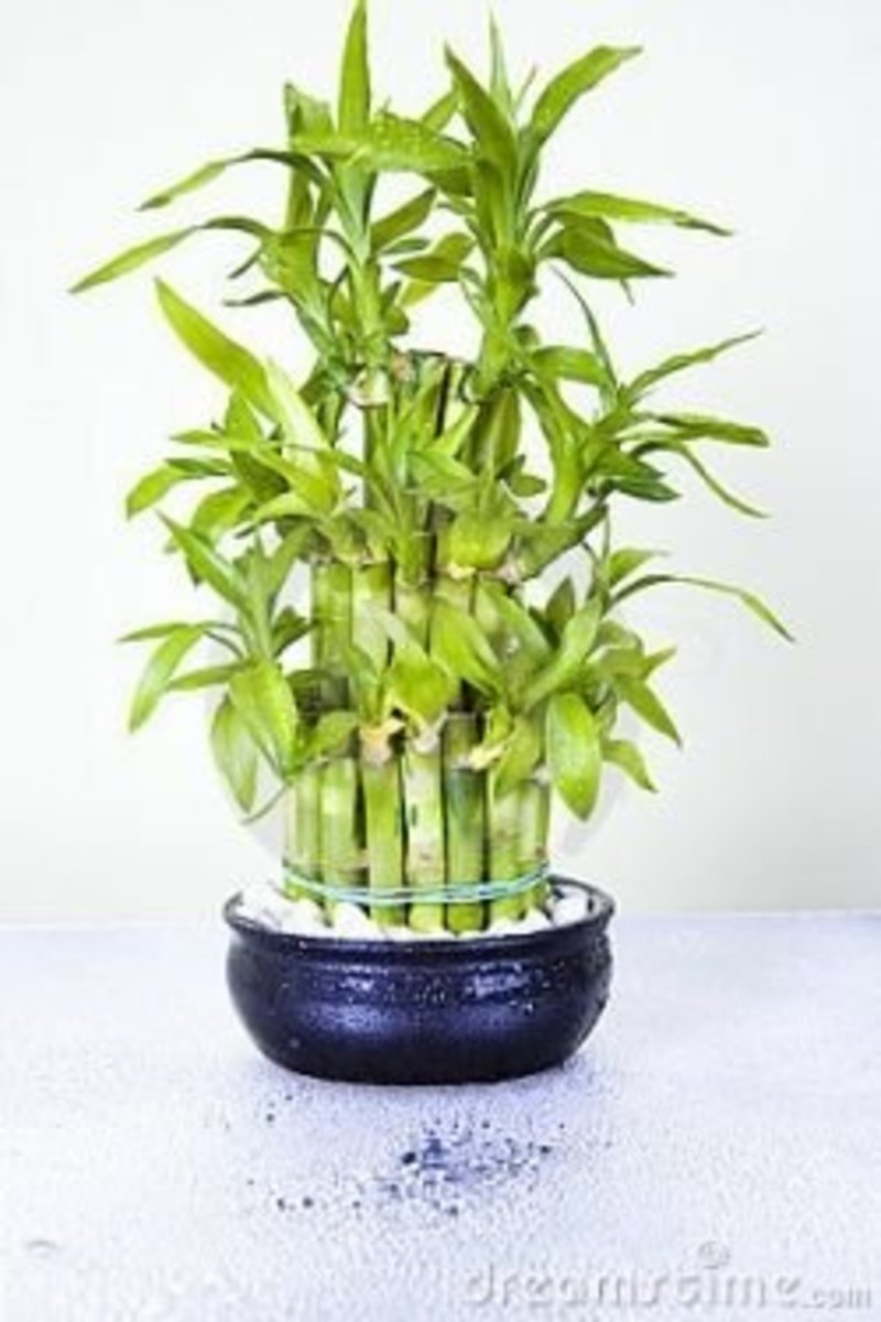 Best Lucky Bamboo Growing Tips