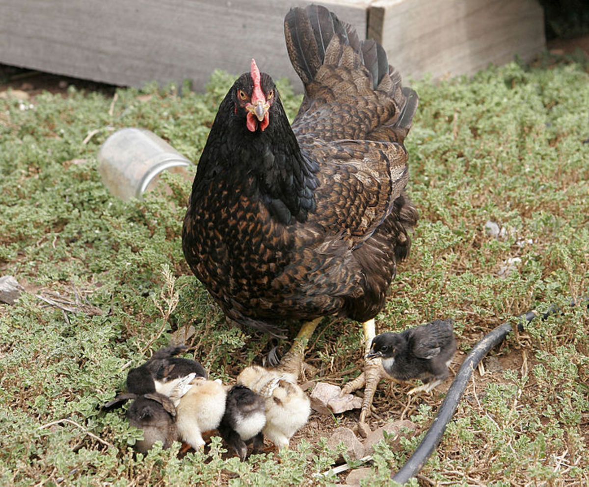 how-to-raise-backyard-chickens-easily