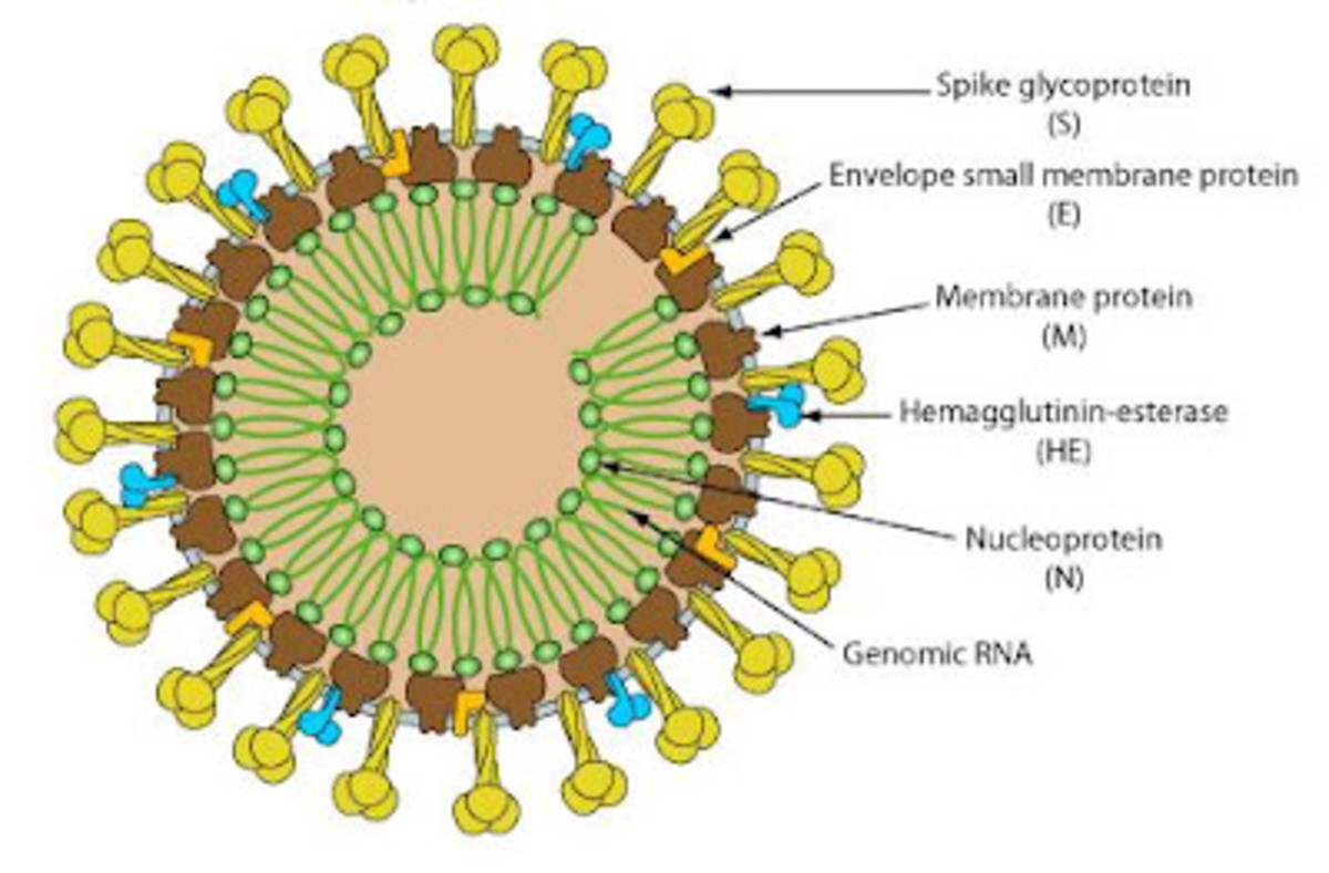 Schematic of a Corona virus.